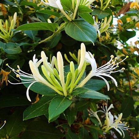 八種陽臺樓頂經常使用的攀援植物