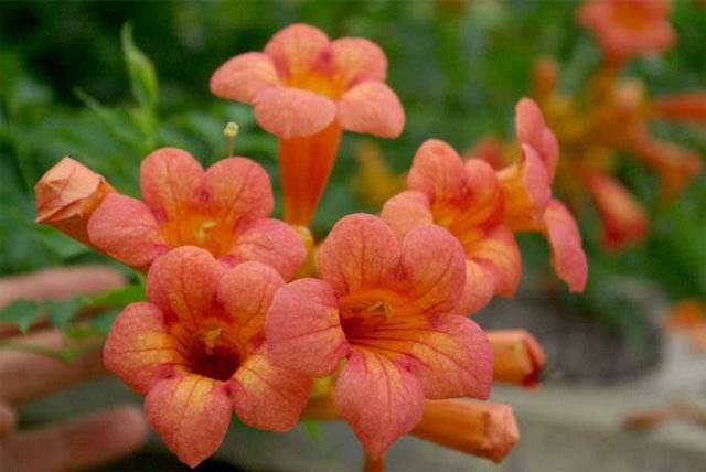 厚萼凌霄:美麗的攀援植物