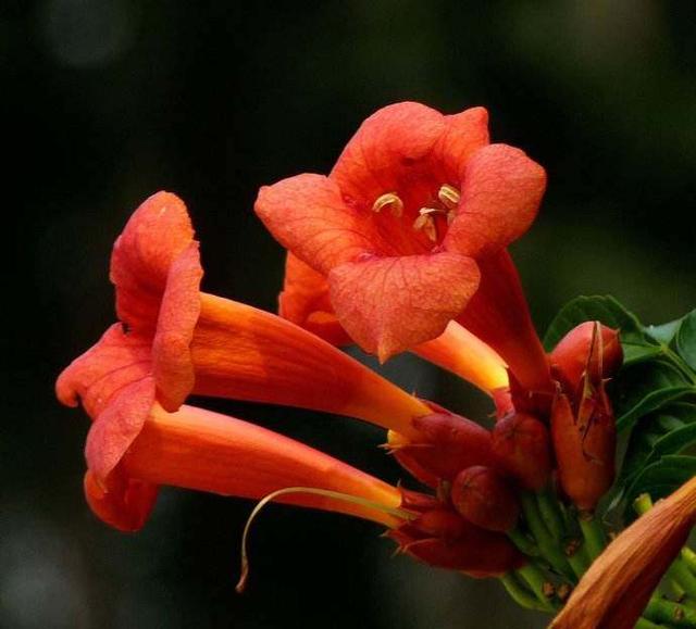 厚萼凌霄:美麗的攀援植物