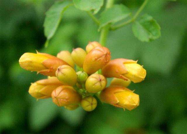 厚萼凌霄:美麗的攀援植物