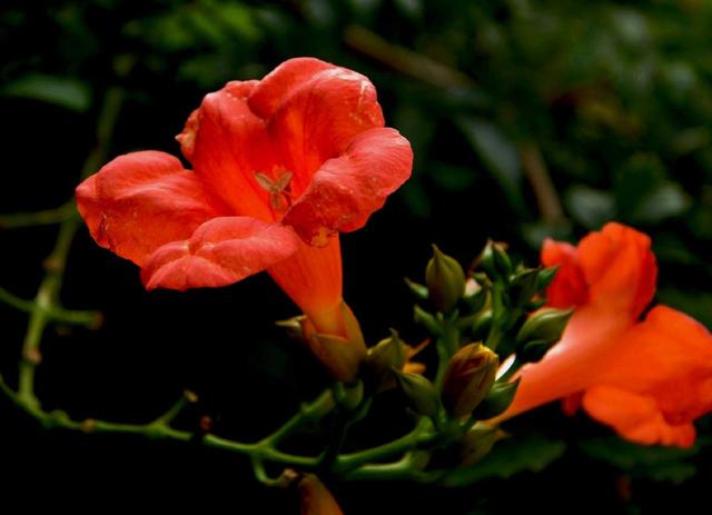 厚萼凌霄:美麗的攀援植物