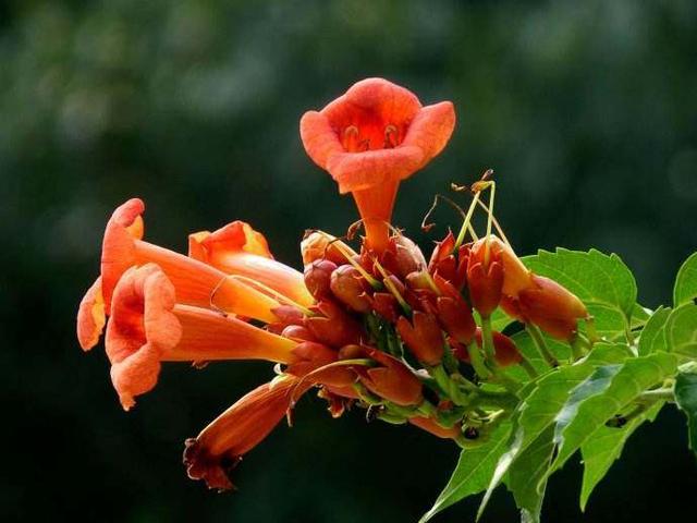 厚萼凌霄:美麗的攀援植物