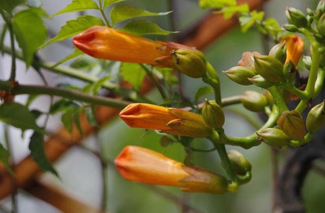厚萼凌霄:美麗的攀援植物