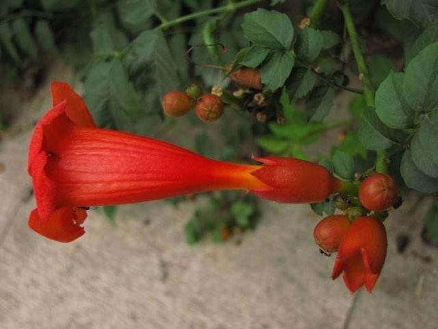 厚萼凌霄:美麗的攀援植物