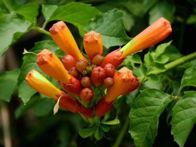 厚萼凌霄：美麗的攀援植物