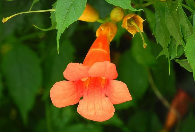 厚萼凌霄：美麗的攀援植物
