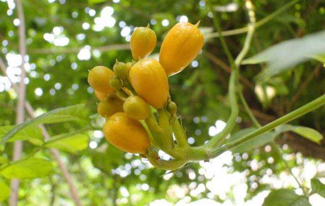 厚萼凌霄：美麗的攀援植物