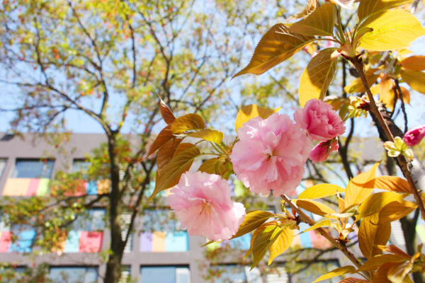 古老的草木拓印，留住植物最美的一刻