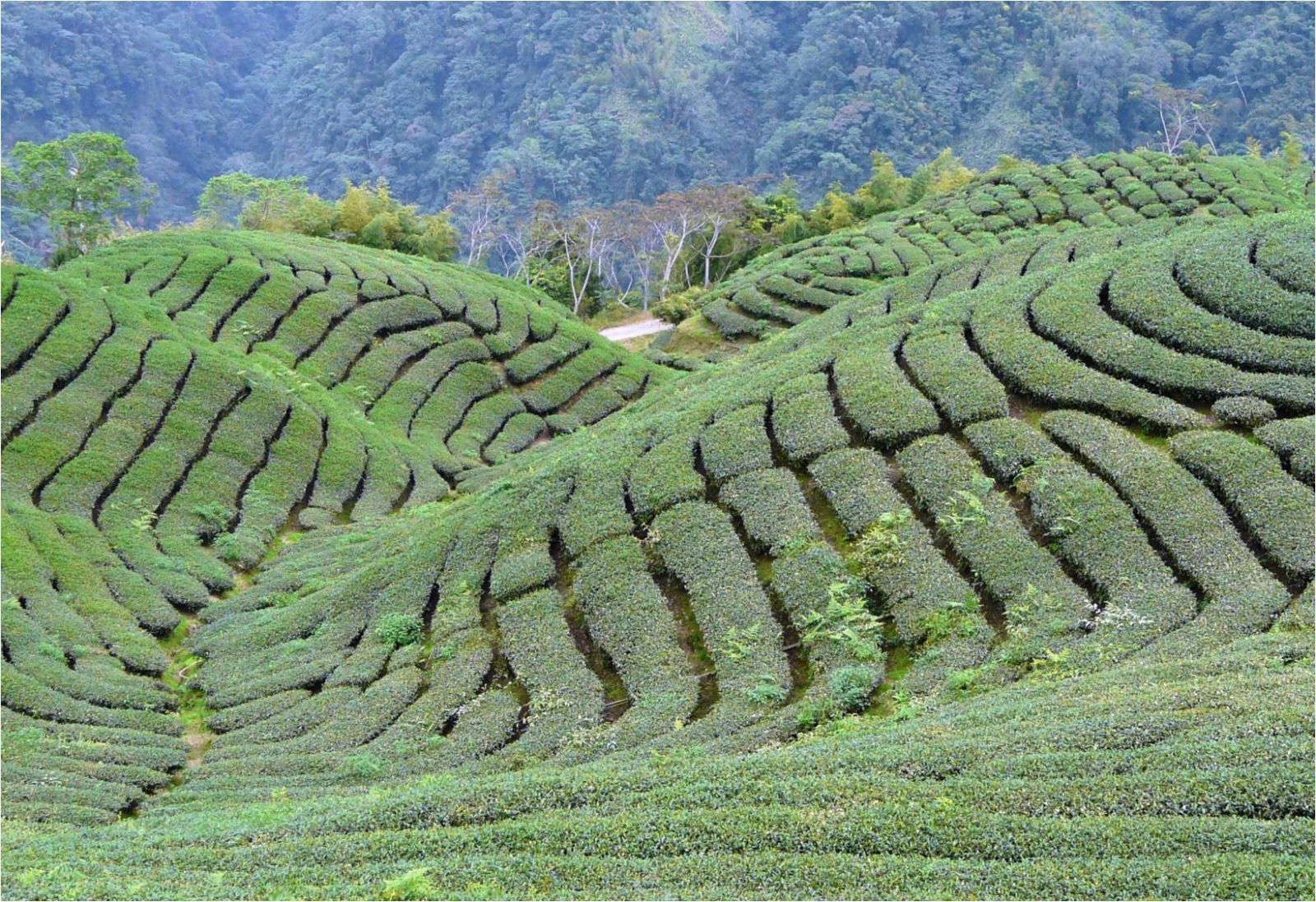 優秀設計師作品交流會Chatterjee演講實錄