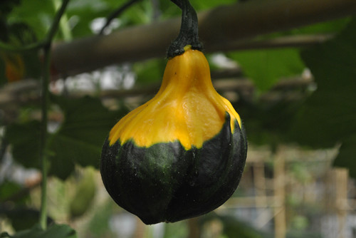 中國風景園林網員工到世界花卉大觀園感受春光