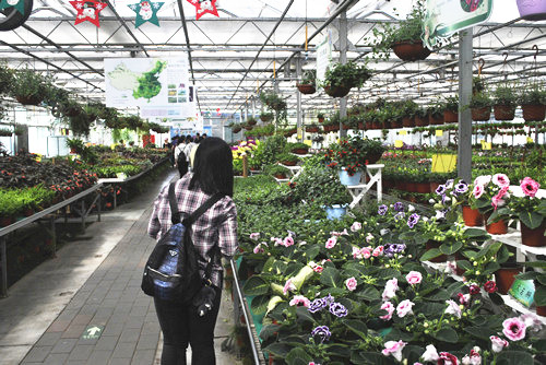中國風景園林網考察世界花卉大觀園