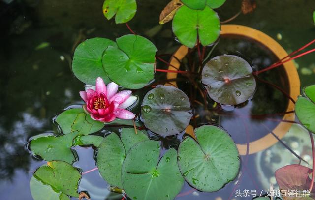 中國四大名園之一：個園