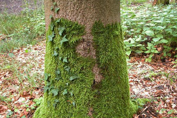 青苔造景入門小知識