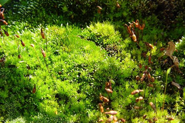 青苔造景入門小知識