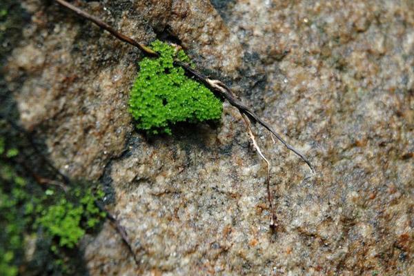 青苔造景入門小知識