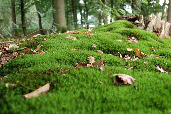 青苔造景入門小知識