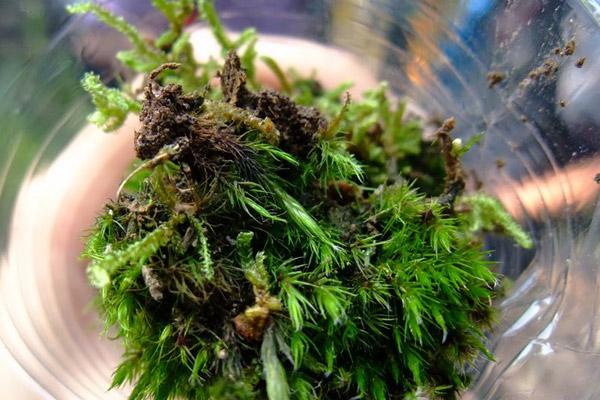 青苔造景入門小知識