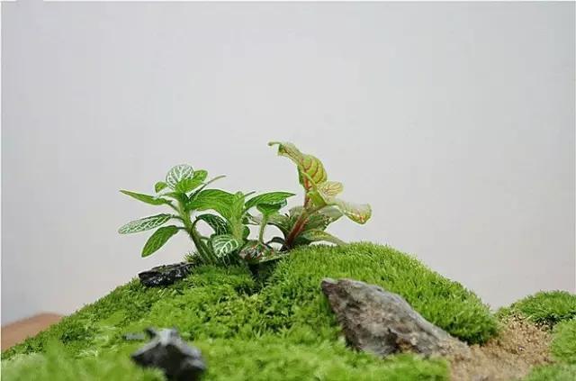 自己動手制作玻璃植物景觀