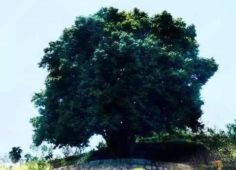 飲茶品茗,欣賞茶樹盆景