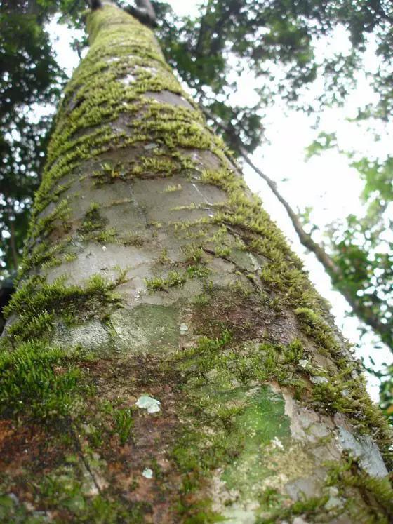 飲茶品茗,欣賞茶樹盆景