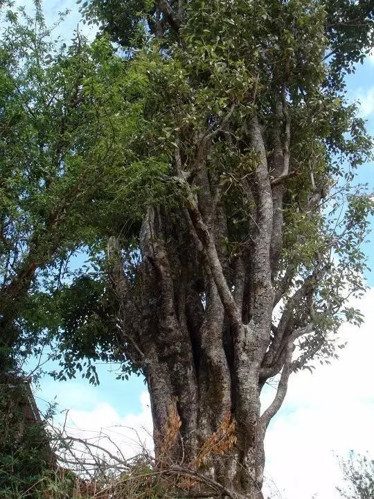 飲茶品茗,欣賞茶樹盆景
