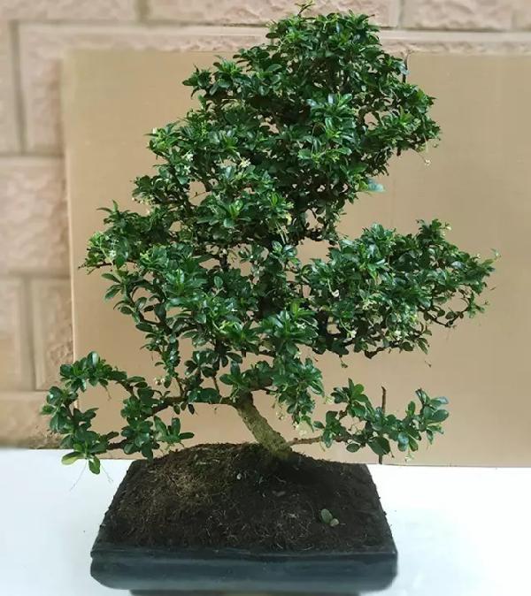 飲茶品茗,欣賞茶樹盆景