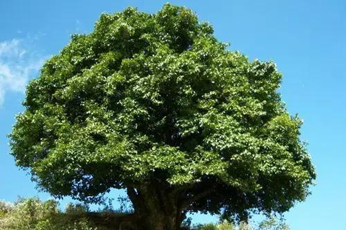 飲茶品茗,欣賞茶樹盆景