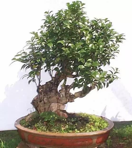 飲茶品茗,欣賞茶樹盆景