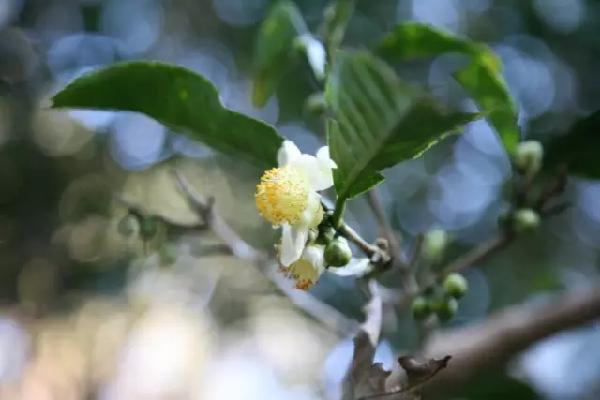 飲茶品茗,欣賞茶樹盆景