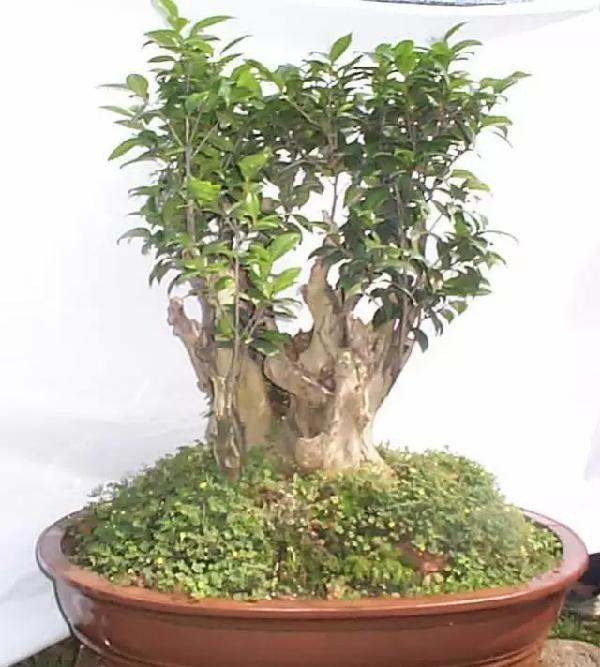 飲茶品茗,欣賞茶樹盆景