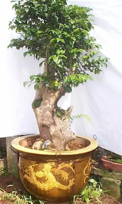 飲茶品茗,欣賞茶樹盆景