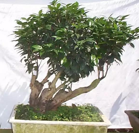 飲茶品茗,欣賞茶樹盆景