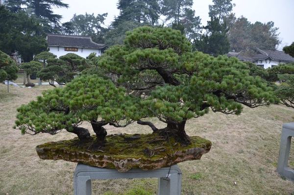 江陵盆景園:盆景與園林藝術為一體的公園