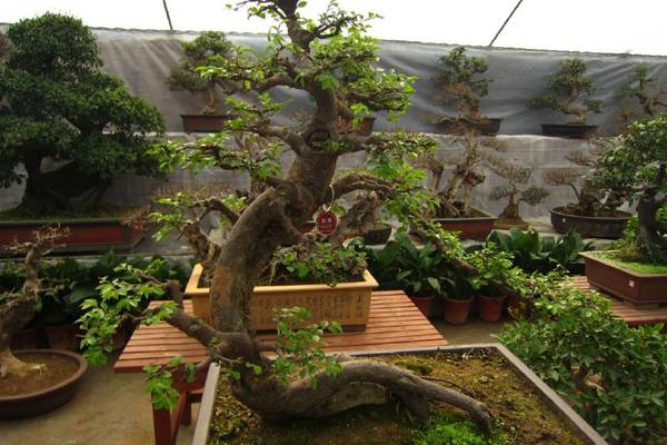 江陵盆景園:盆景與園林藝術為一體的公園