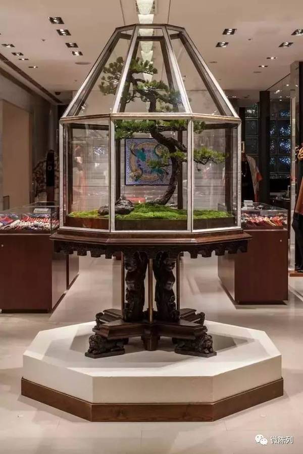 櫥窗布置：植物世界可以多極致？