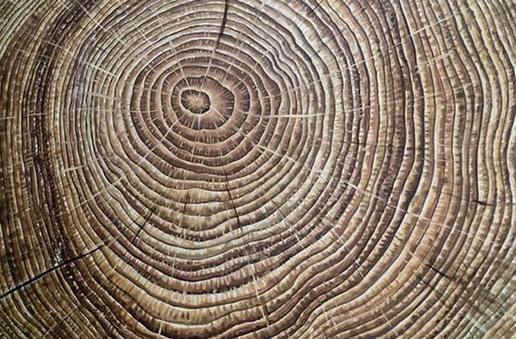 樹木年輪是一本記錄氣候變化的“歷史書”