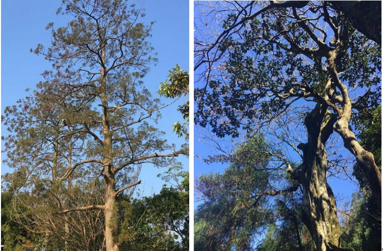 科學家首次全面統計出全世界樹木的種類