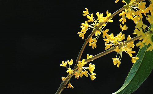 適合小型庭院栽種的八種苗木