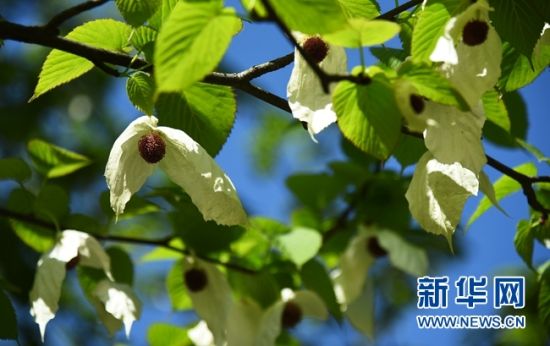 湖南:“植物大熊貓”珙桐花開花