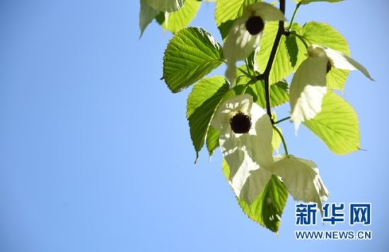 湖南:“植物大熊貓”珙桐花開花