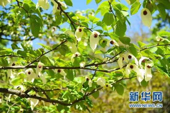 湖南:“植物大熊貓”珙桐花開花