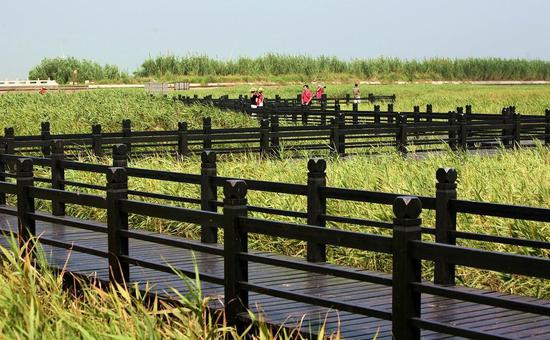 上海將建更多公園 推進崇明世界級生態島建設