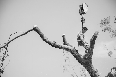 各地園林企業馳援廈門