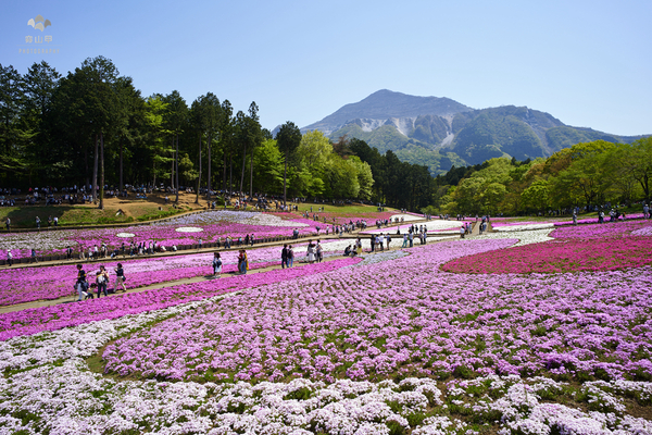 驚艷的日本羊山公園芝櫻