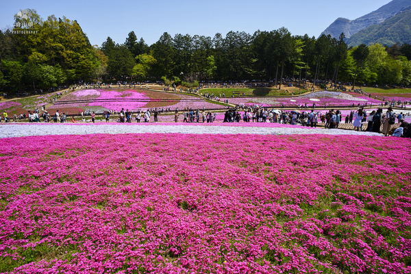 驚艷的日本羊山公園芝櫻