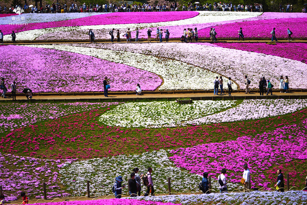 驚艷的日本羊山公園芝櫻