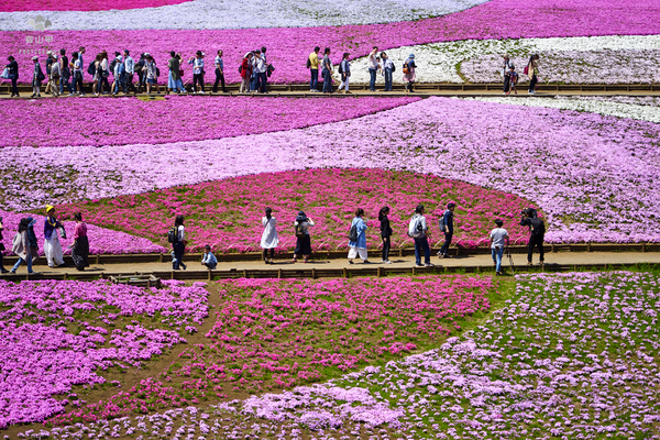 驚艷的日本羊山公園芝櫻