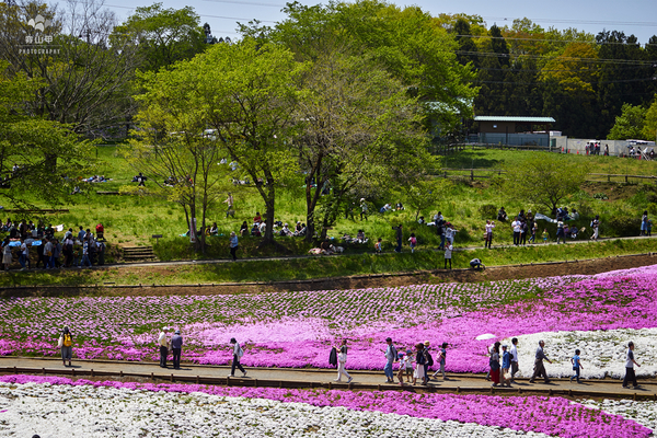 驚艷的日本羊山公園芝櫻