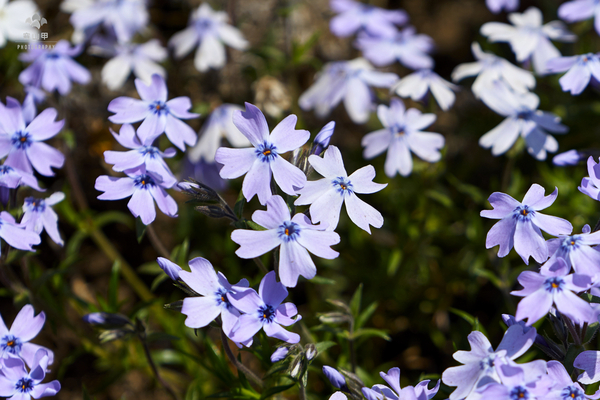 驚艷的日本羊山公園芝櫻