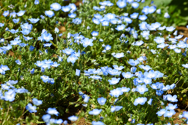 驚艷的日本羊山公園芝櫻
